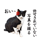 猫の町meow meowも狂った(日本語)（個別スタンプ：22）
