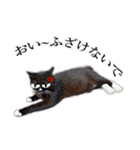 猫の町meow meowも狂った(日本語)（個別スタンプ：23）