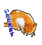 猫の町meow meowも狂った(日本語)（個別スタンプ：24）