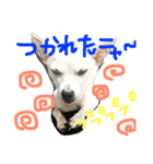 Will part2（個別スタンプ：4）