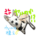 Will part2（個別スタンプ：7）