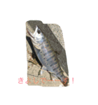 山女魚ちゃーん（個別スタンプ：9）