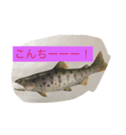 山女魚ちゃーん（個別スタンプ：11）