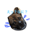 文太くん（個別スタンプ：12）