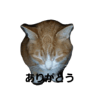 にゃ～助（個別スタンプ：1）