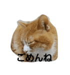 にゃ～助（個別スタンプ：2）