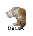 にゃ～助（個別スタンプ：3）