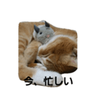 にゃ～助（個別スタンプ：4）