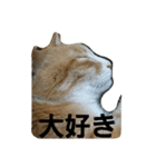 にゃ～助（個別スタンプ：8）