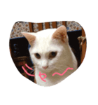 cat is funny--（個別スタンプ：1）