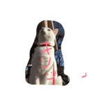 cat is funny--（個別スタンプ：3）