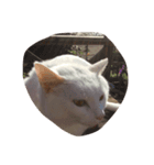 cat is funny--（個別スタンプ：4）