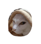 cat is funny--（個別スタンプ：6）