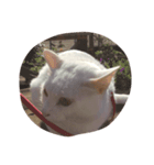 cat is funny--（個別スタンプ：7）