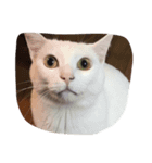cat is funny--（個別スタンプ：8）