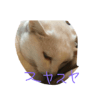 デルーロの会話（個別スタンプ：1）