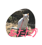 デルーロの会話（個別スタンプ：2）
