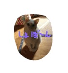 デルーロの会話（個別スタンプ：3）