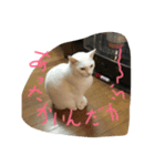 デルーロの会話（個別スタンプ：6）