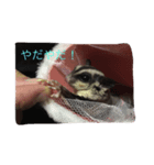 ももんがのテト（個別スタンプ：3）