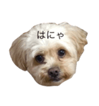 dog_memeko（個別スタンプ：1）