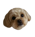 dog_memeko（個別スタンプ：2）