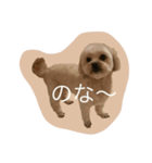 dog_memeko（個別スタンプ：3）