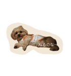 dog_memeko（個別スタンプ：4）