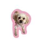 dog_memeko（個別スタンプ：5）