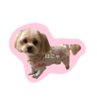 dog_memeko（個別スタンプ：6）