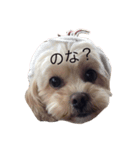 dog_memeko（個別スタンプ：7）