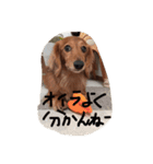 ダックスのモン太郎（個別スタンプ：1）