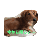 ダックスのモン太郎（個別スタンプ：3）
