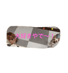 ダックスのモン太郎（個別スタンプ：7）