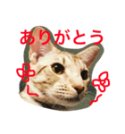 sweetcat milk（個別スタンプ：1）