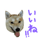 柴犬の伝助ちゃん3（個別スタンプ：1）