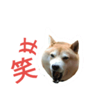柴犬の伝助ちゃん3（個別スタンプ：2）