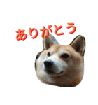柴犬の伝助ちゃん3（個別スタンプ：3）