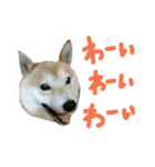 柴犬の伝助ちゃん3（個別スタンプ：4）