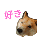 柴犬の伝助ちゃん3（個別スタンプ：5）
