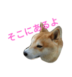 柴犬の伝助ちゃん3（個別スタンプ：6）