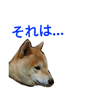 柴犬の伝助ちゃん3（個別スタンプ：8）