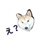 柴犬の伝助ちゃん3（個別スタンプ：9）