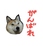 柴犬の伝助ちゃん3（個別スタンプ：11）