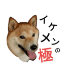 柴犬の伝助ちゃん3（個別スタンプ：12）