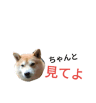 柴犬の伝助ちゃん3（個別スタンプ：13）