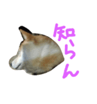 柴犬の伝助ちゃん3（個別スタンプ：14）