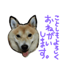柴犬の伝助ちゃん3（個別スタンプ：16）