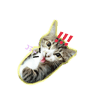 ひめちゃん①（個別スタンプ：1）
