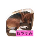 昼間の癒し（個別スタンプ：2）